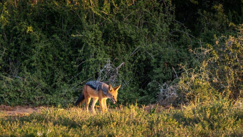 Addo Park Afternoon Safari image 5