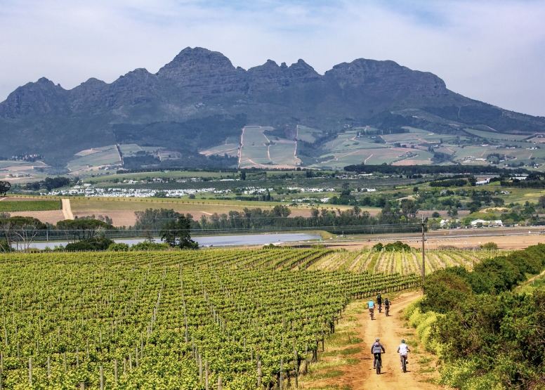 Stellenbosch Vineyard Meander image 6