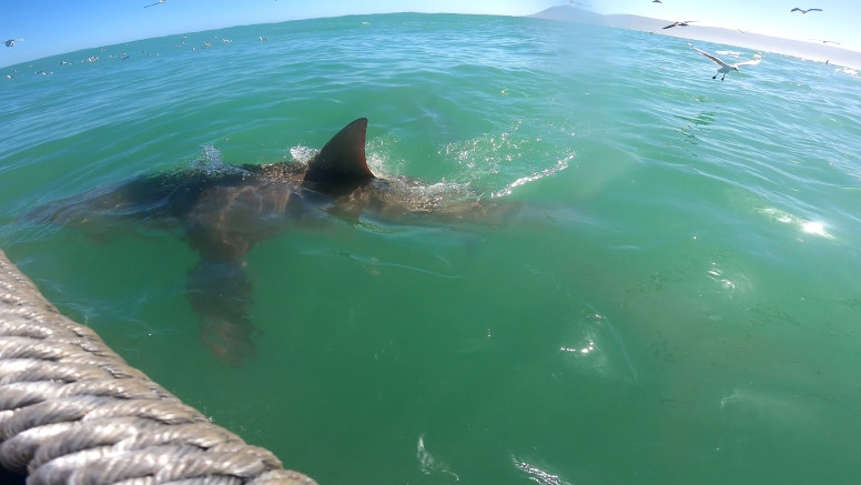 Abseil Shark Cage Diving and Whale Watching Adventure Combo Cape Town image 11
