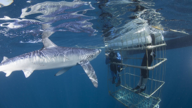 Shark Cage Diving Cape Town image 3