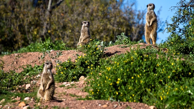 Meerkat Safaris image 2