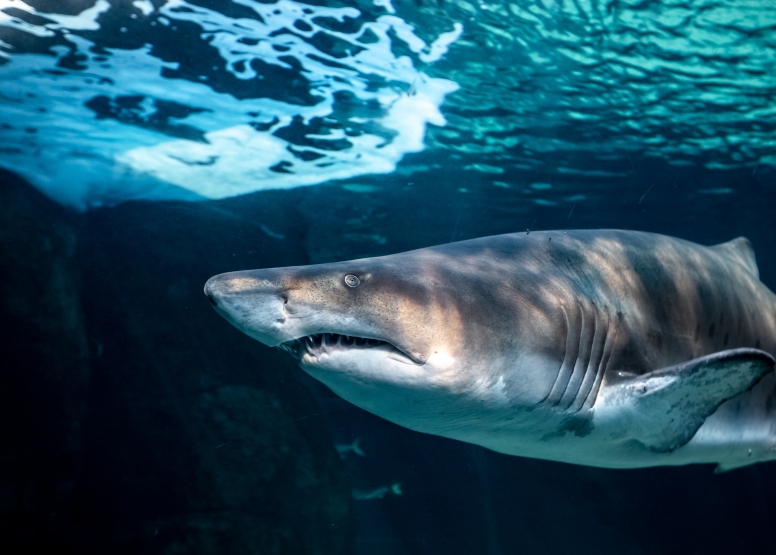 Two Oceans Aquarium Day Visit image 11