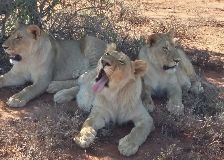 Lion Feeding Experience image 1