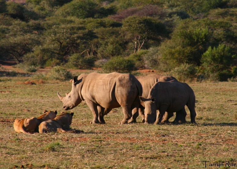 Game Drive Bakubung Gate SADC Citizen image 12