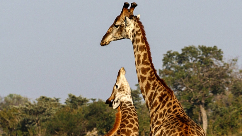 Morning KNP Safaris Open Vehicle image 7