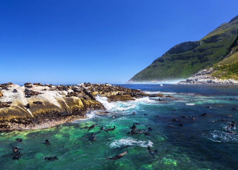 Seal Snorkeling with Cape Town Bucket List image 1