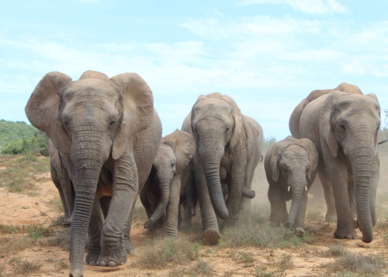 Full Day Addo Elephant Park Safari image 1