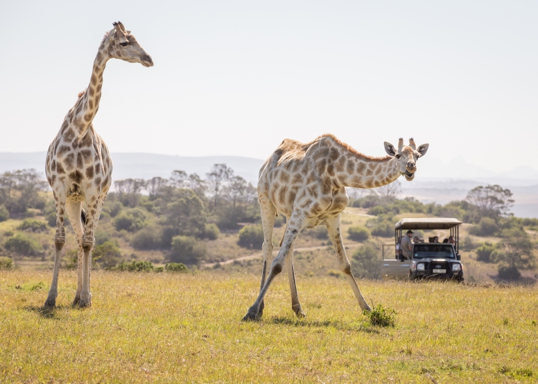 Guided Game Drives image 8