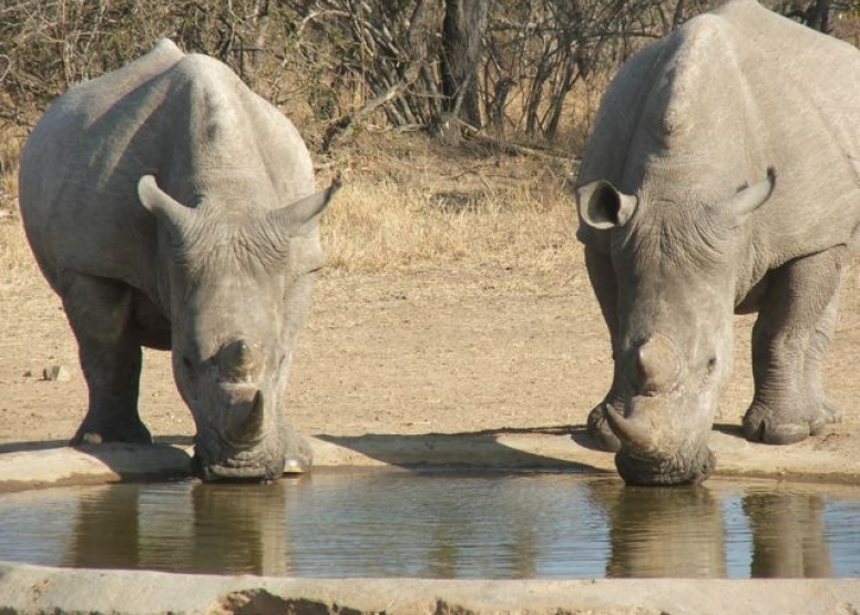 Rhino 4 day safari image 2