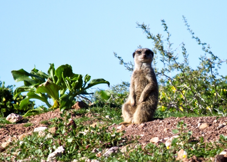 Meerkat Safaris image 1