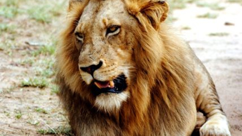 Lion King Tour image 2