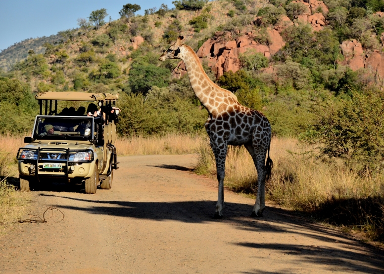 Game Drive Bakubung Gate SA Residents image 7