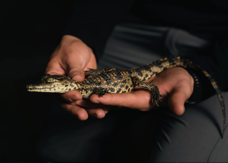 1 Hour Guided Crocodile Tour image 4