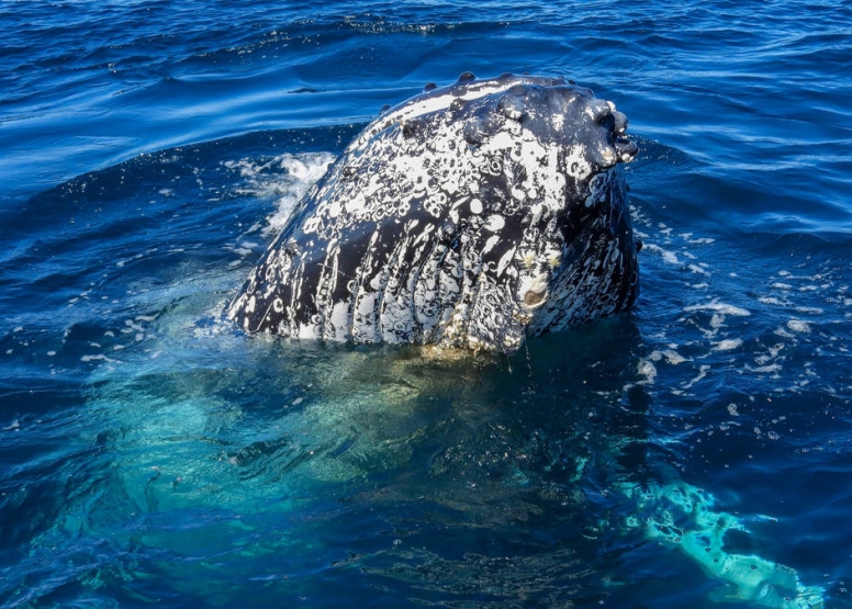 Knysna Whale Watching - Close Encounters image 6