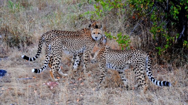 Full Day Kruger National Park Safari image 3