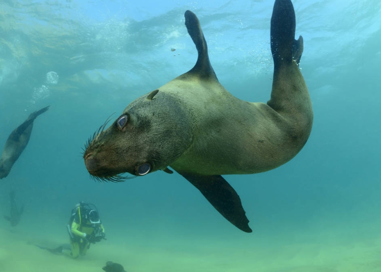 Seal Scuba Dive image 1