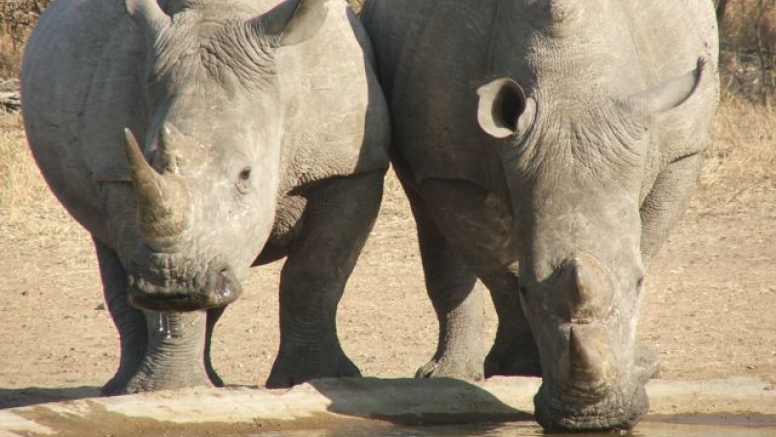 Rhino 4 day safari image 3