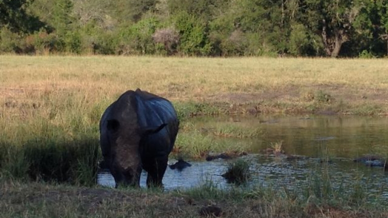 Rhino 4 day safari image 6