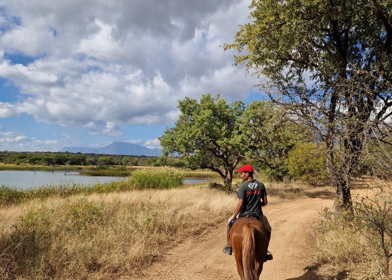 1 Hour Horseback Trail Safari Hoedspruit image 7