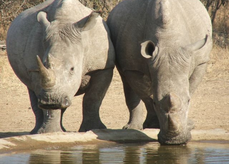 Rhino 4 day safari image 3