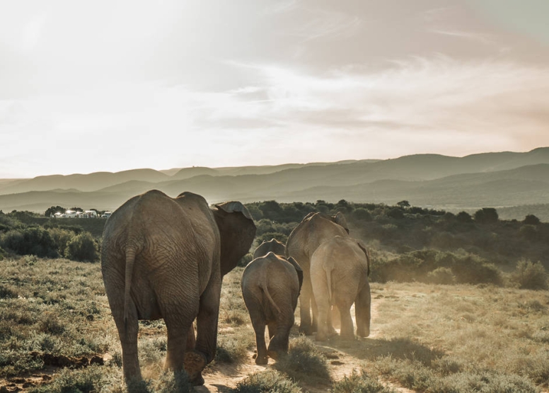Addo Elephant Park Full Day Safari image 1