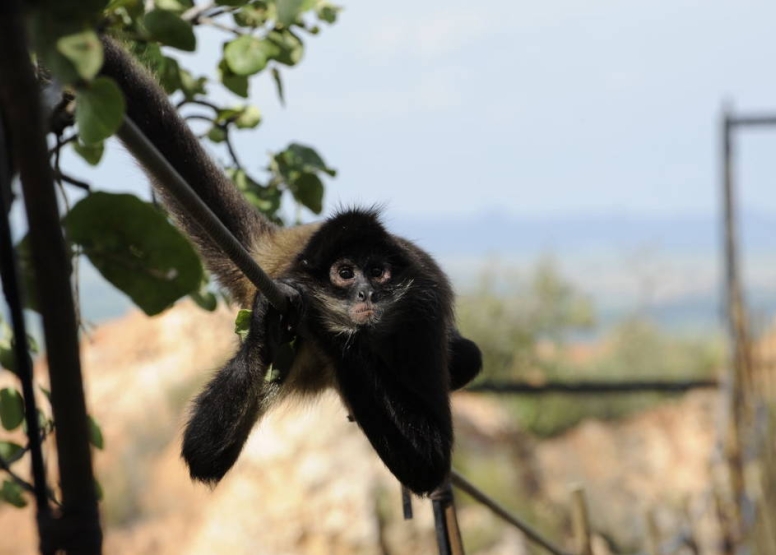 Harties Monkey Sanctuary Tour image 2