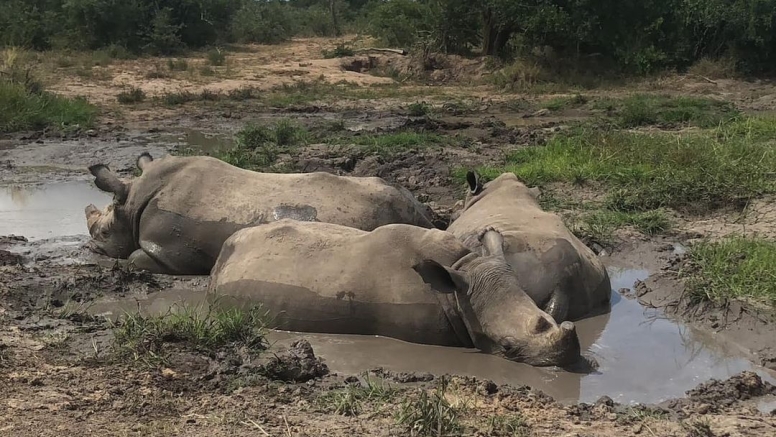 LION SAFARI PACKAGE 3D/2N image 7