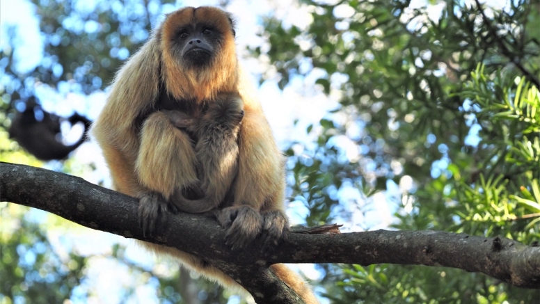 Monkeyland and Jukani Wildlife Sanctuary image 7