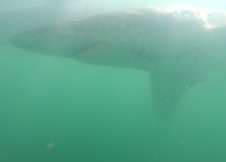 Abseil Shark Cage Diving and Whale Watching Adventure Combo Cape Town image 4