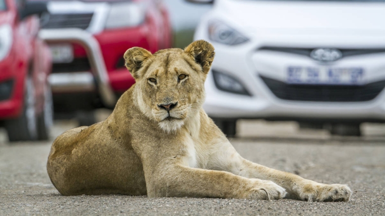 2 Hour Guided Safari Lion & Safari PArk image 9