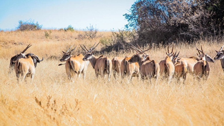 Savannah Trail Guided Walk Bothongo Rhino and Lion Nature Reserve image 1