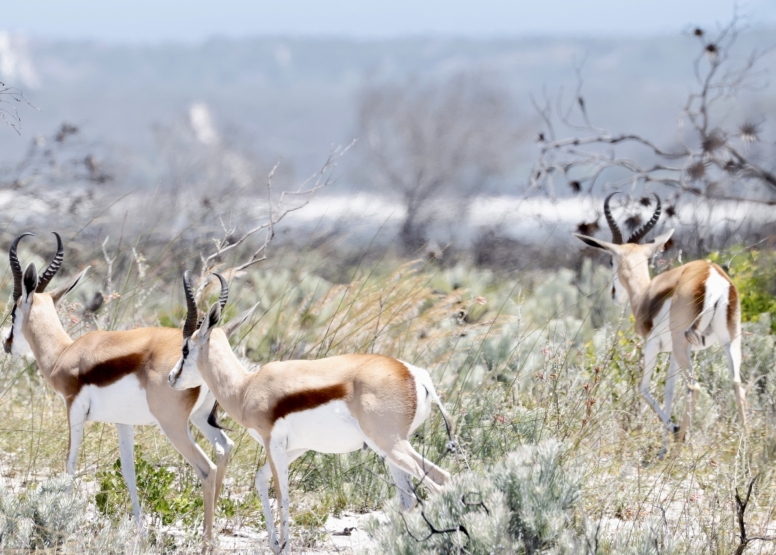 Morning Game Drive Yzerfontein image 3