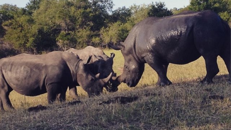 Rhino 4 day safari image 7