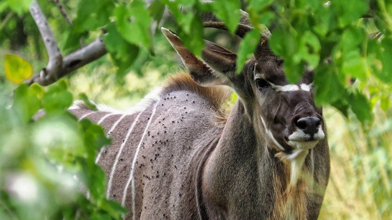 3 Hour Kruger Game Drive image 1