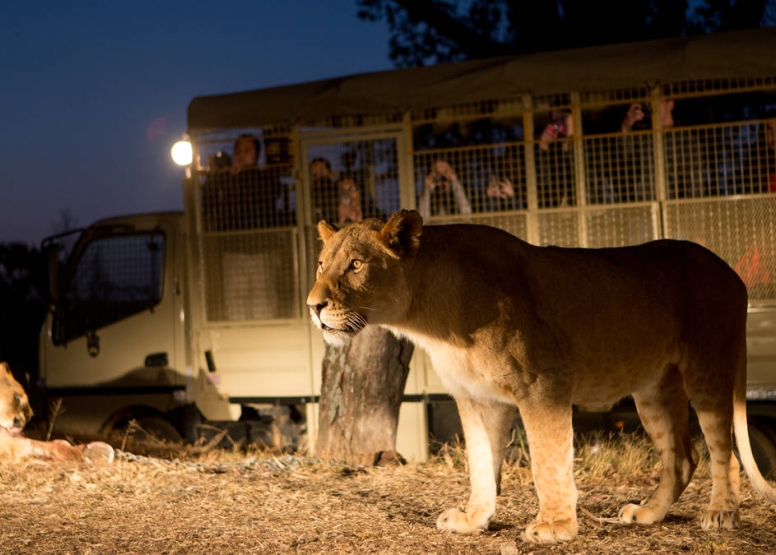 2 Hour Guided Safari Lion & Safari PArk image 7