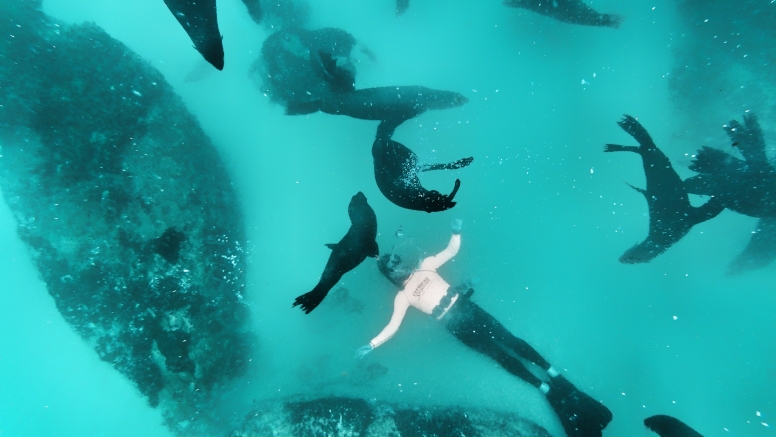 Swim with Seals image 2