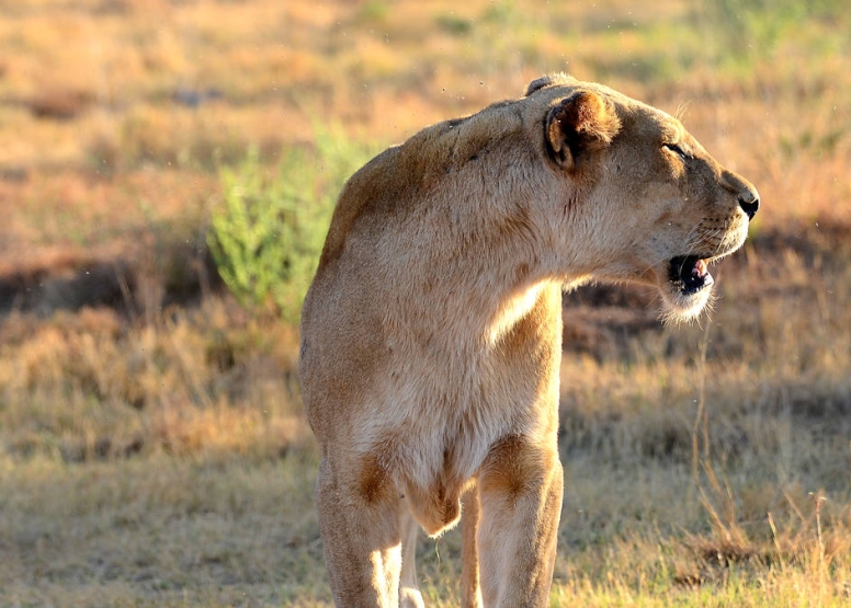 2 Hour Guided Safari Lion & Safari PArk image 4