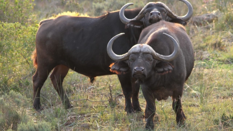 GAME DRIVE SUNRISE / SUNDOWNER image 12