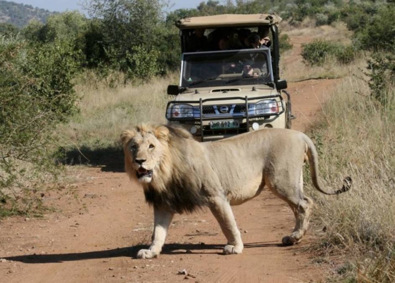 Scheduled Game Drive Manyane Gate Pilanesberg Game Reserve image 7