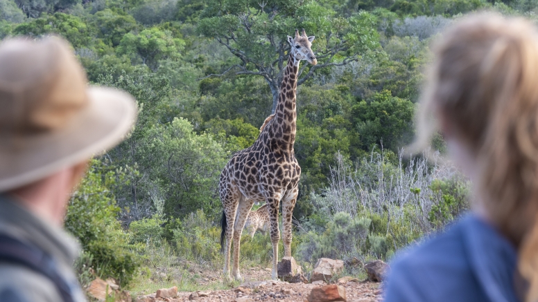 Giraffe Walk image 1