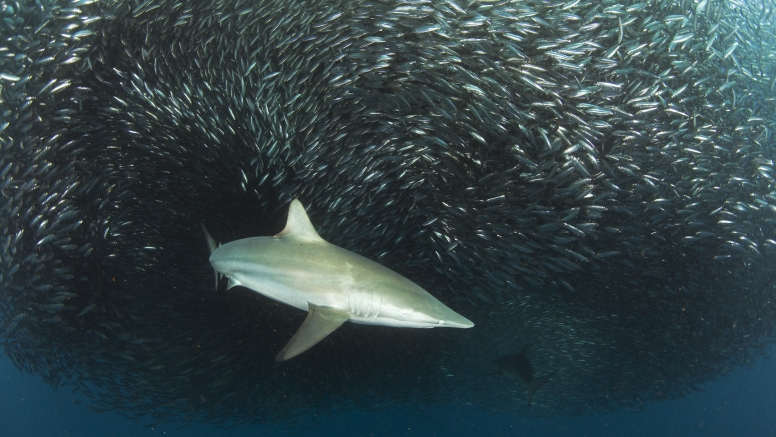 Shark Cage Diving Cape Town image 9