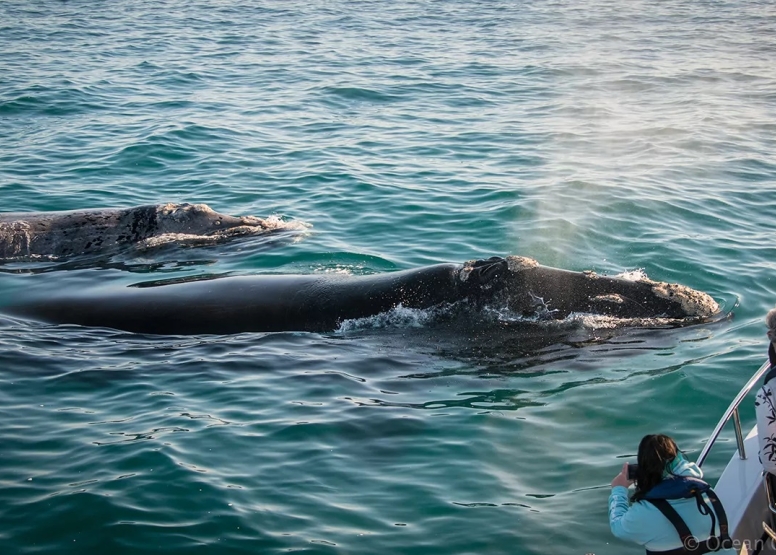 Knysna Whale Watching - Close Encounters image 1