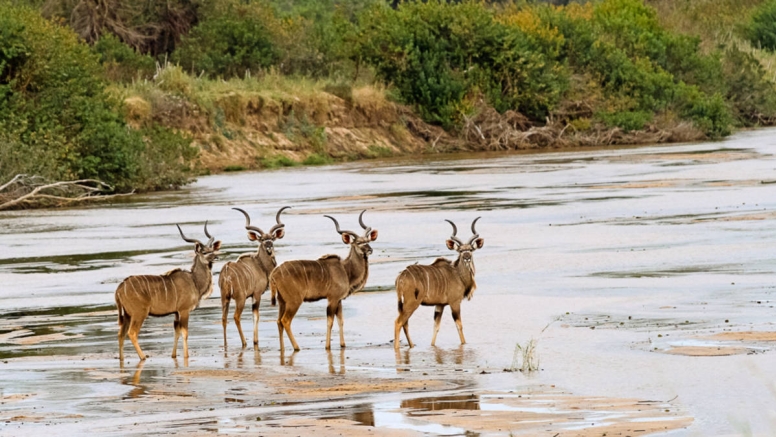 Morning KNP Safaris Open Vehicle image 1