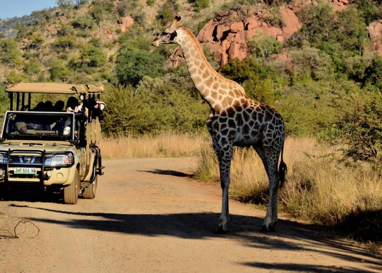 Scheduled Game Drive Manyane Gate Pilanesberg Game Reserve image 4