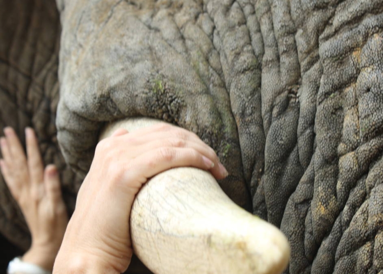Elephant Moments at Jabulani Safari image 9