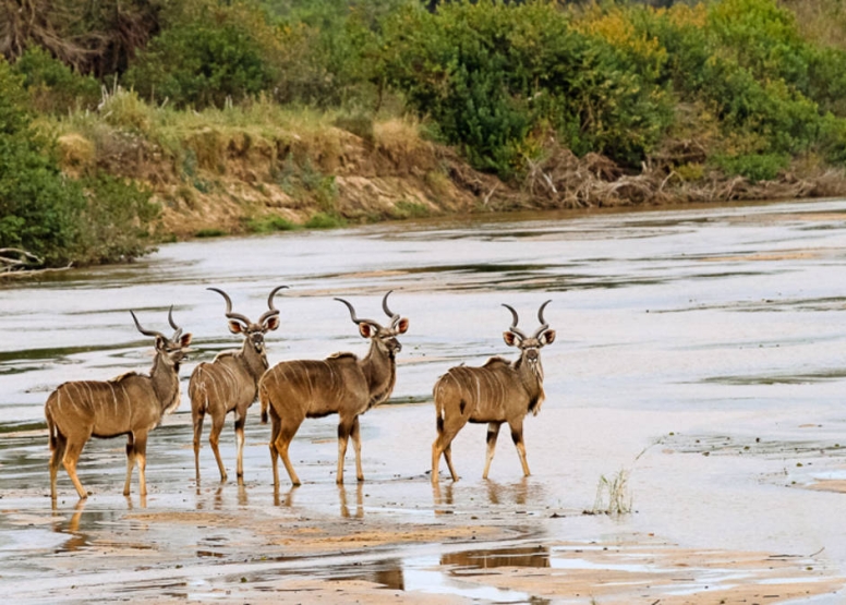 Morning KNP Safaris Open Vehicle image 1