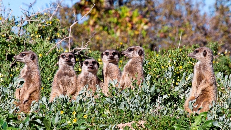 Meerkat Safaris image 3