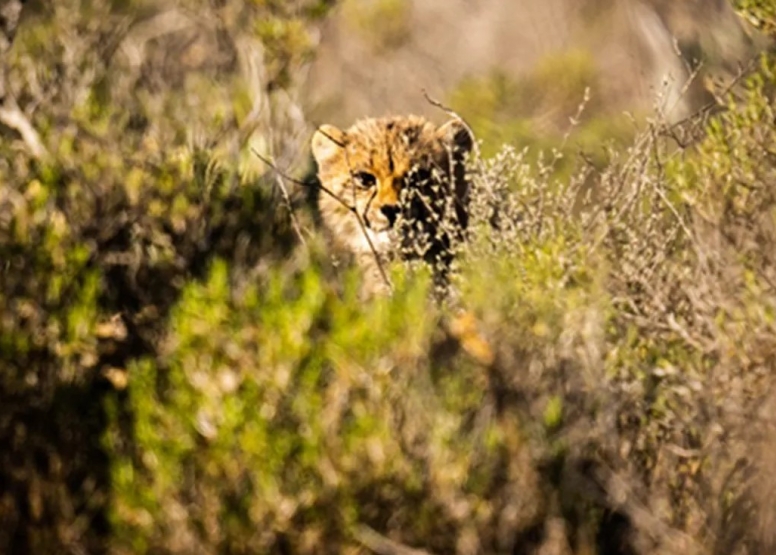 Free Roaming Cheetah Experience image 5