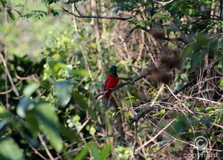 The Hidden Forest Wildlife Sanctuary image 12 The Hidden Forest Wildlife Sanctuary image 12