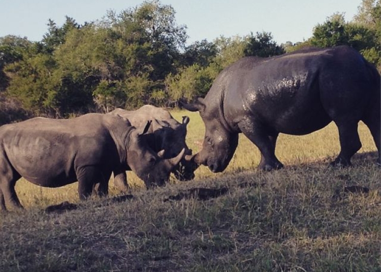 Rhino 4 day safari image 7